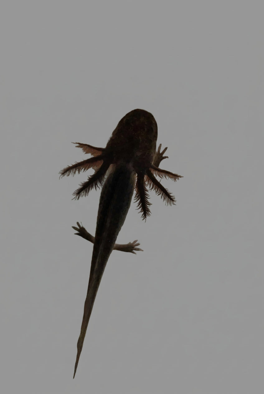 GFP Melanoid Axolotl