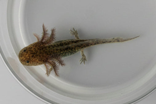 Wild Type Axolotl