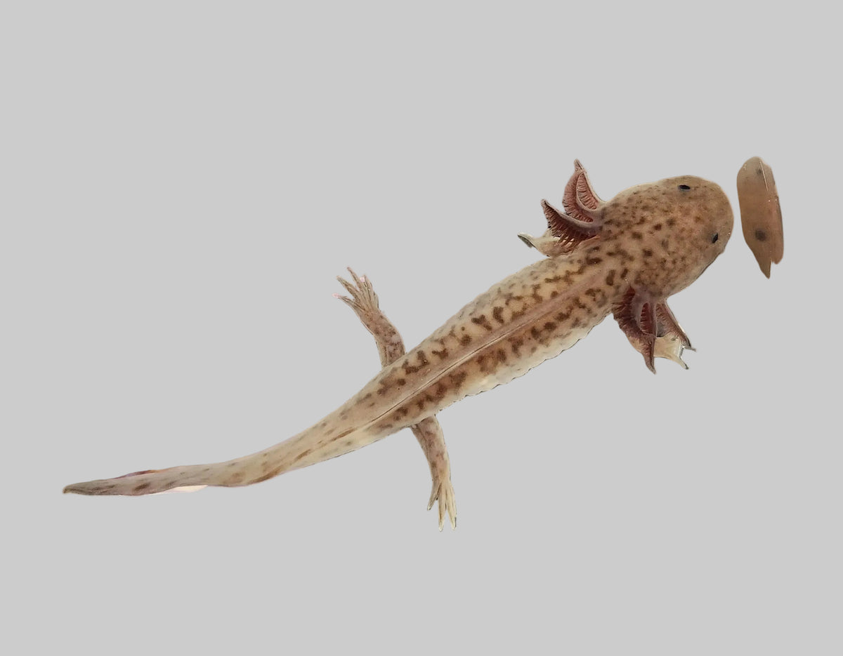 Melanoid Copper Axolotl