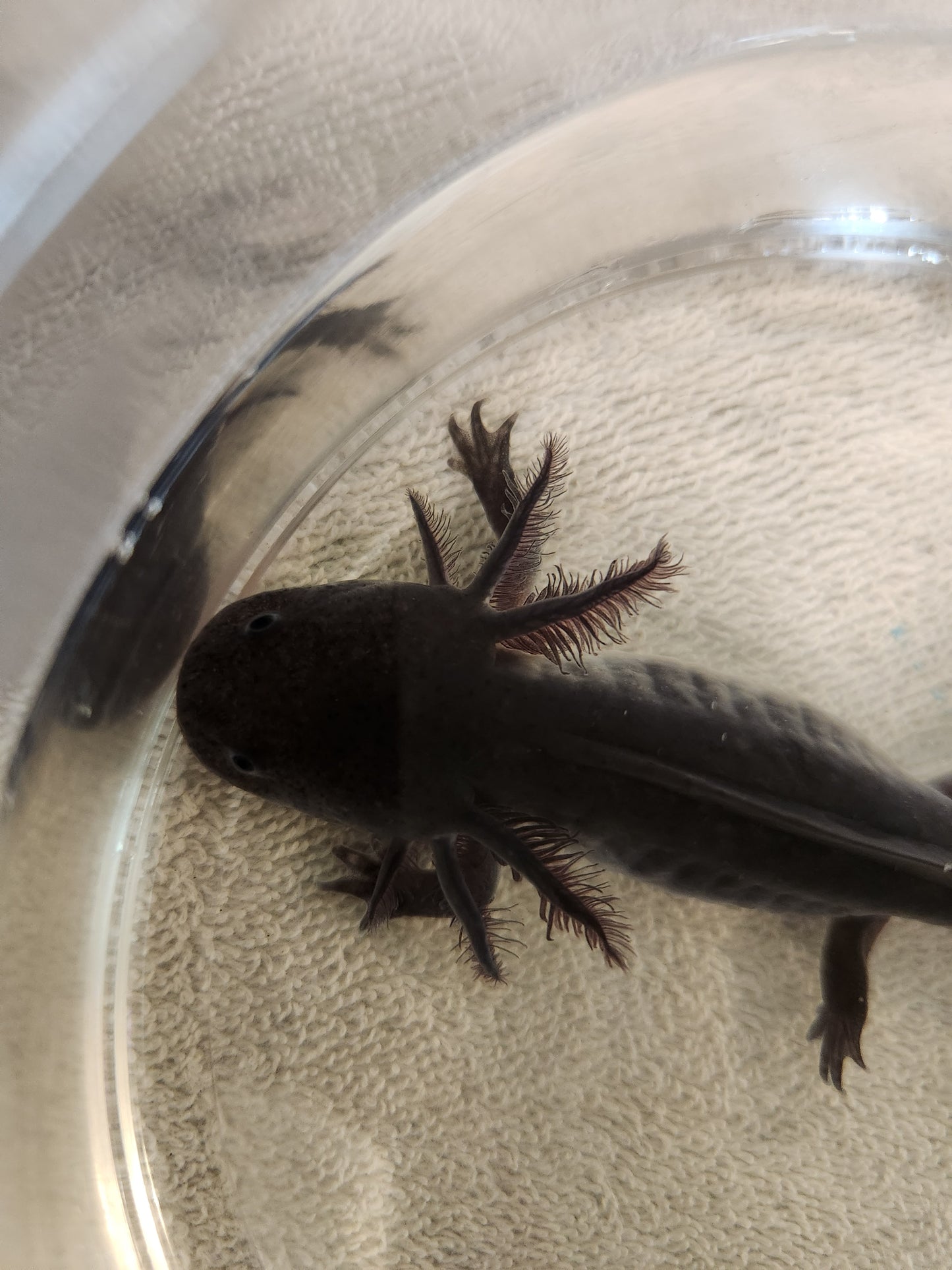 Melanoid Axolotl