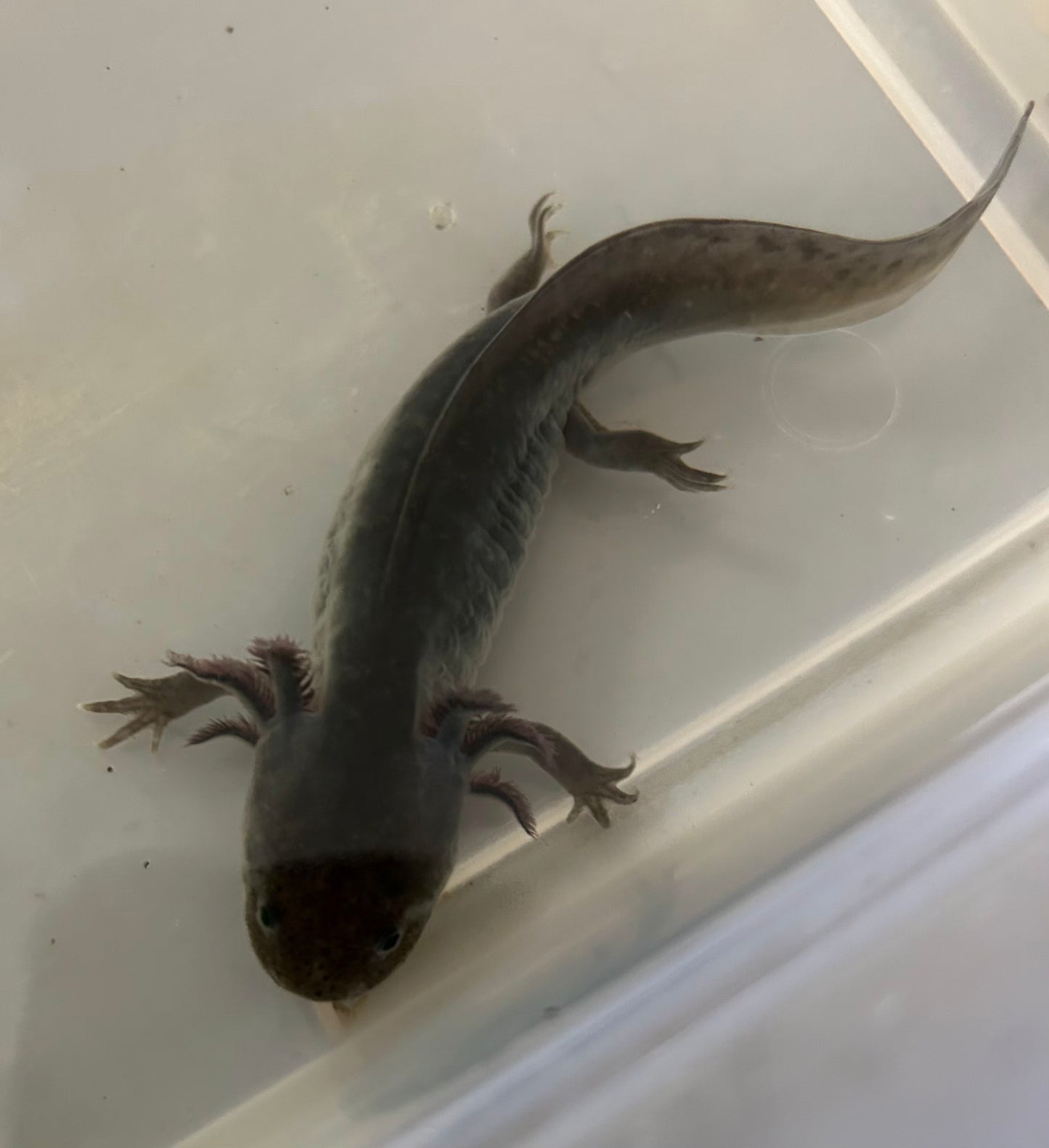 GFP Melanoid Axolotl
