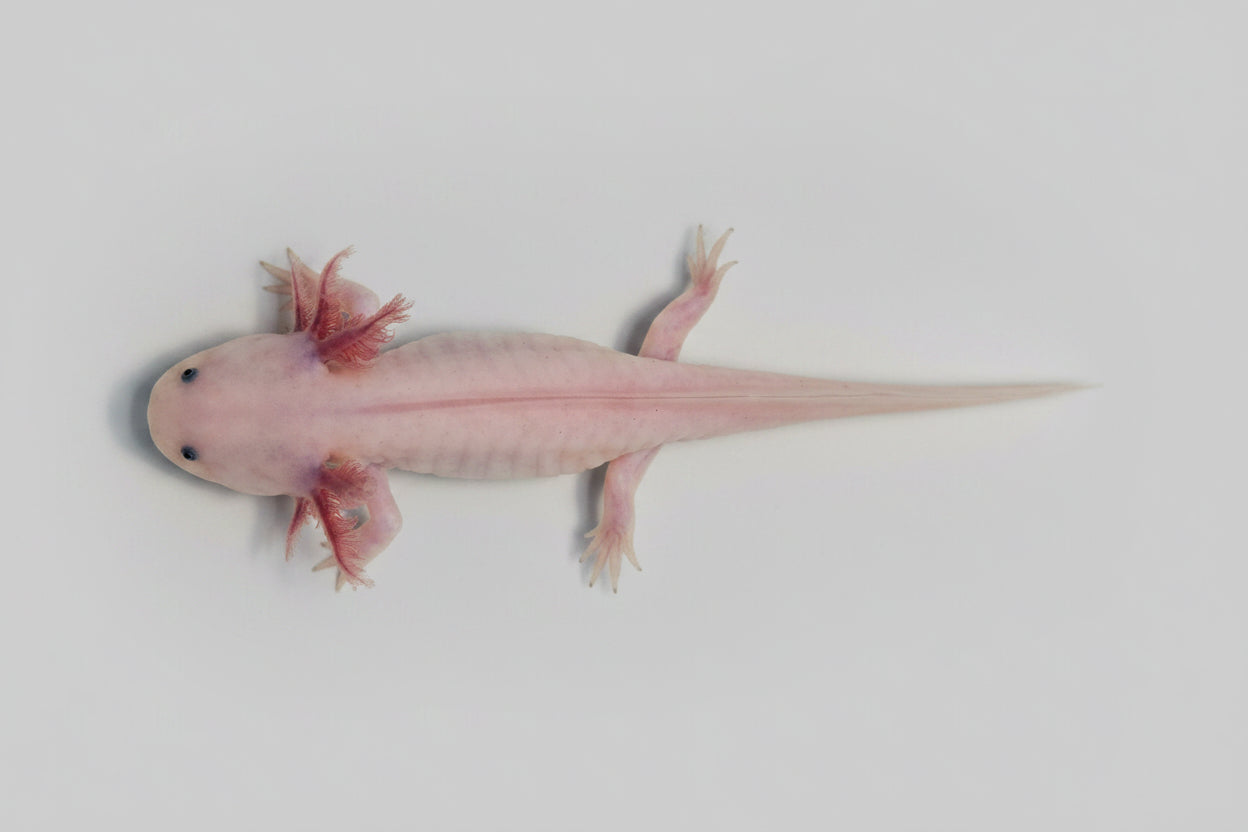 Dirty Lucy Axolotl