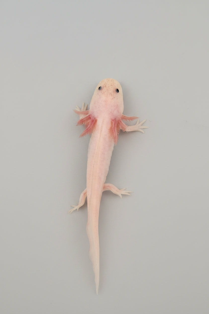Dirty Lucy Axolotl