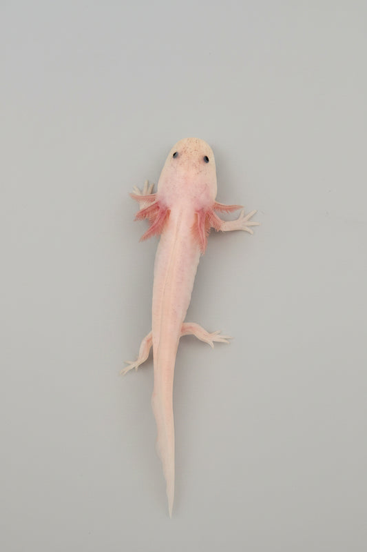 Dirty Lucy Axolotl