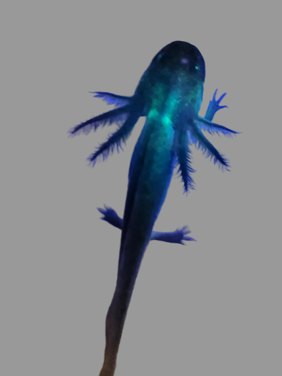GFP Melanoid Axolotl