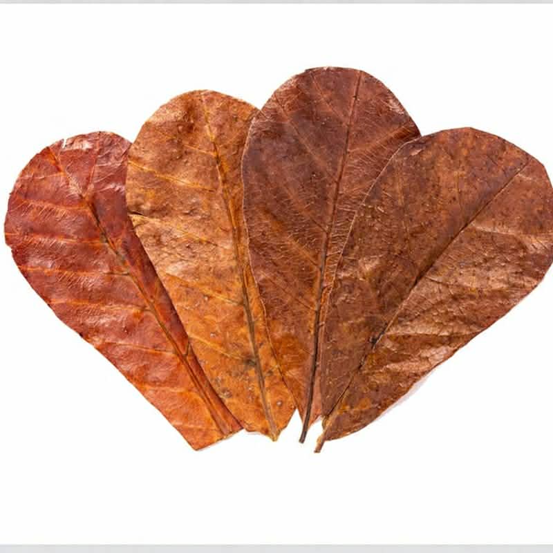 Indian Almond Leaves