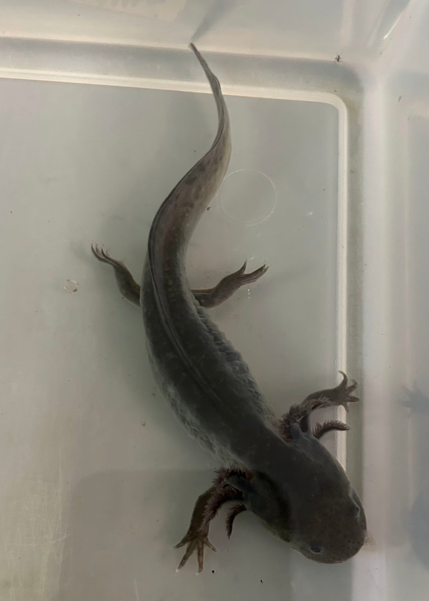 GFP Melanoid Axolotl