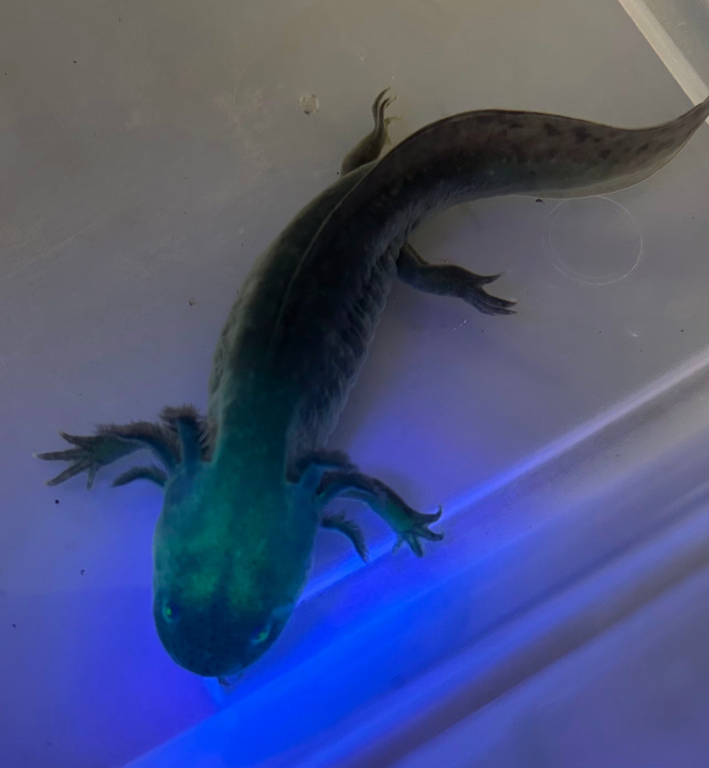 GFP Melanoid Axolotl