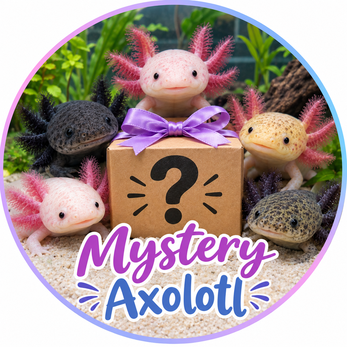 Mystery Axolotl