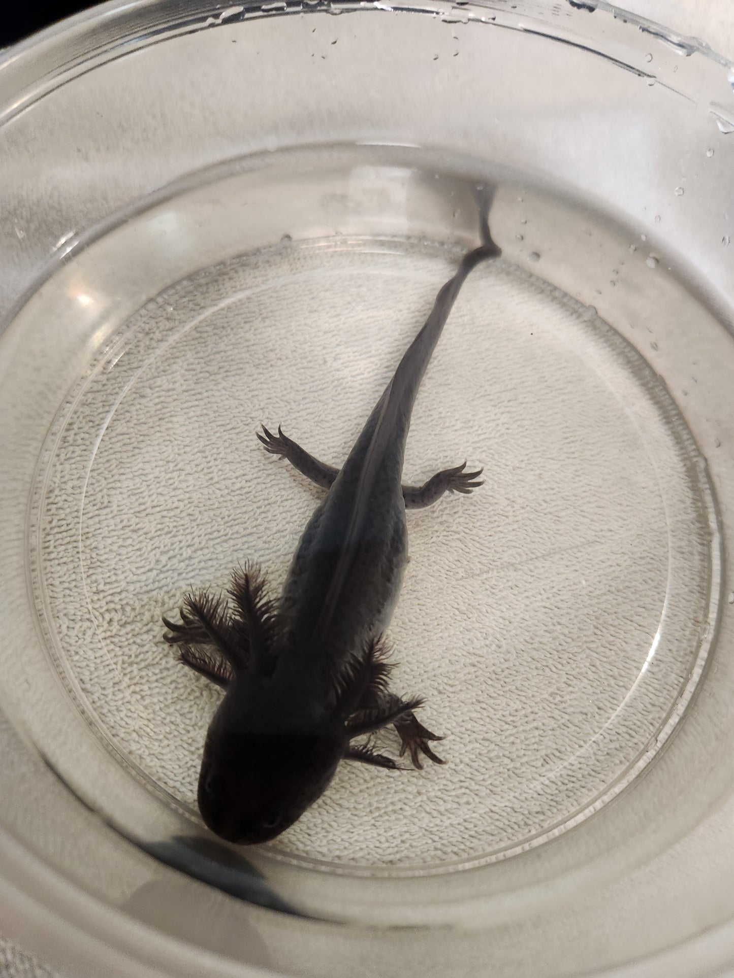 Melanoid Axolotl