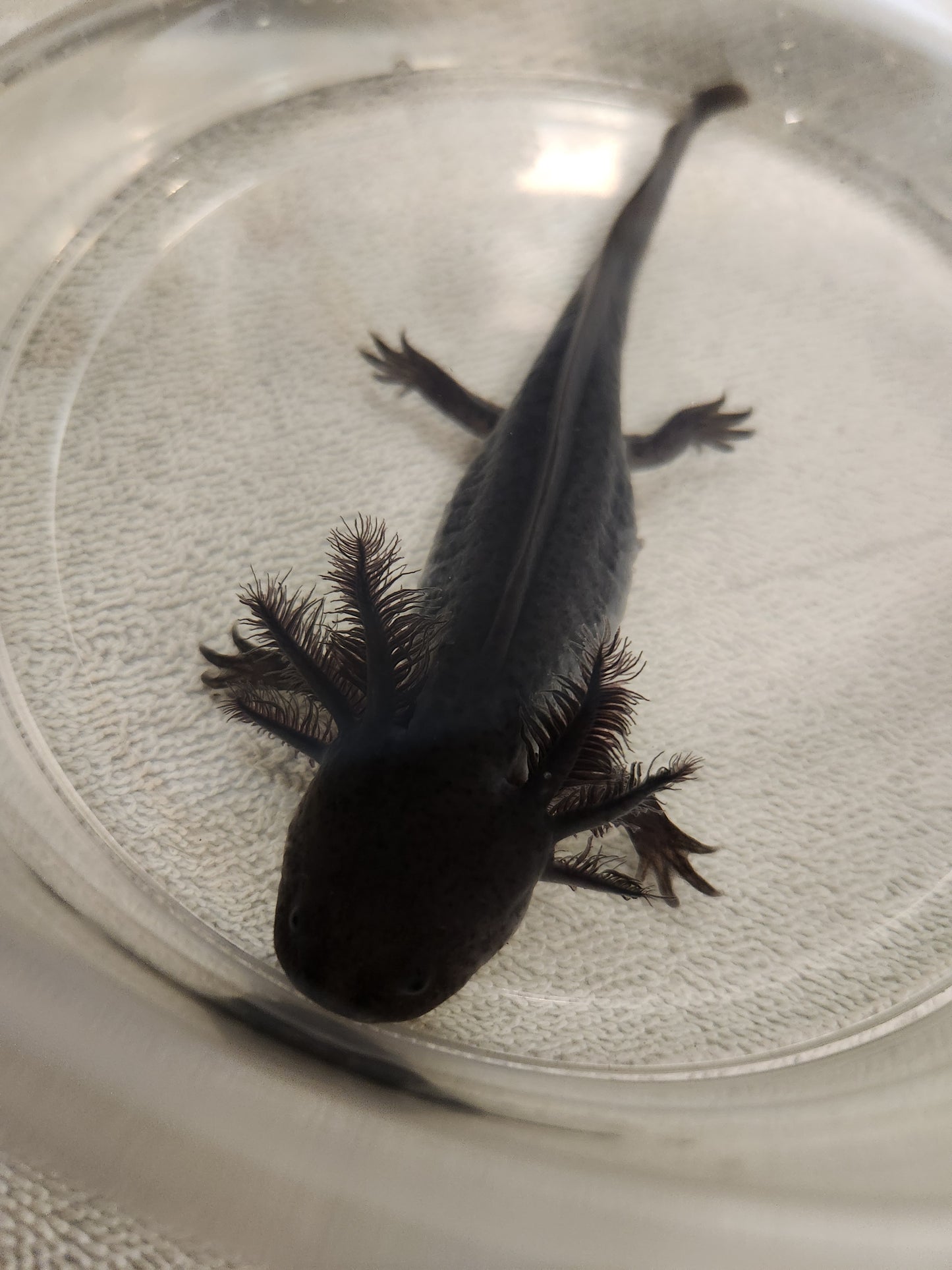 Melanoid Axolotl