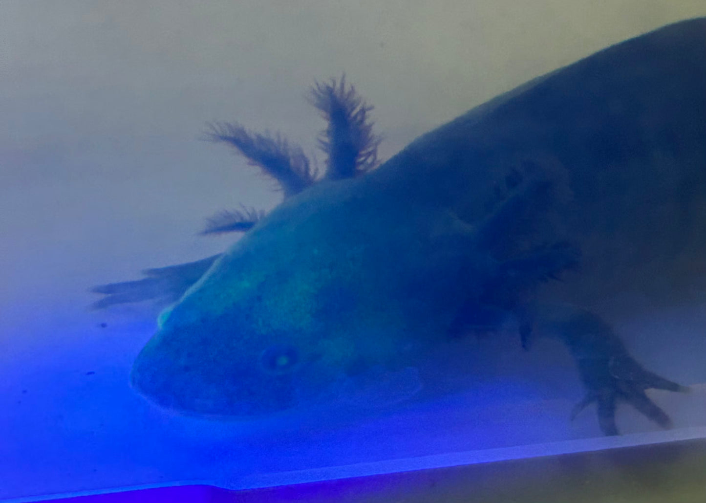 GFP Melanoid Axolotl