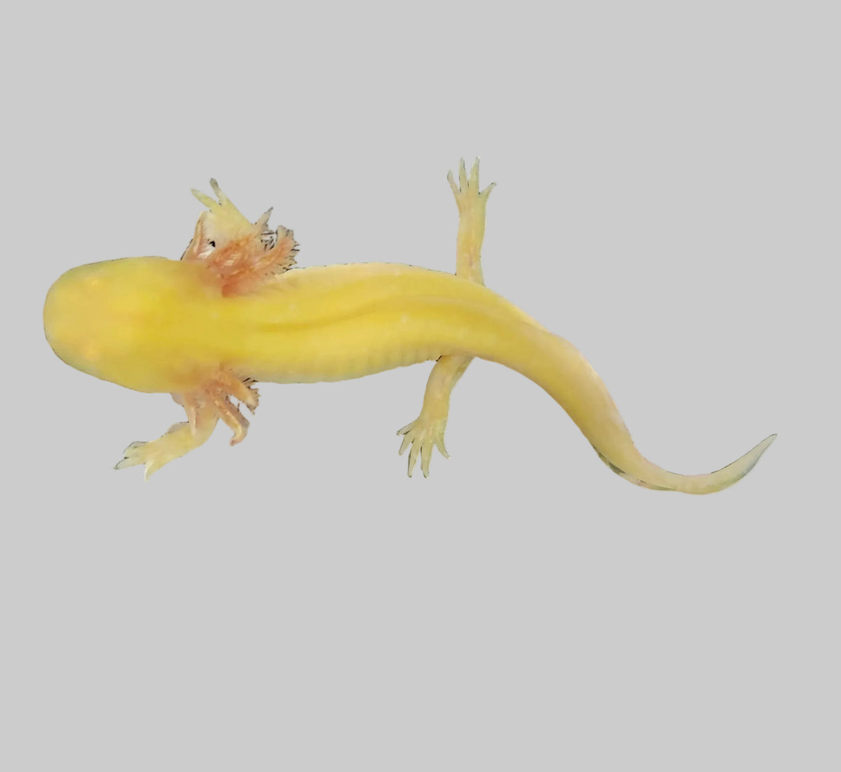 Golden Albino Axolotl