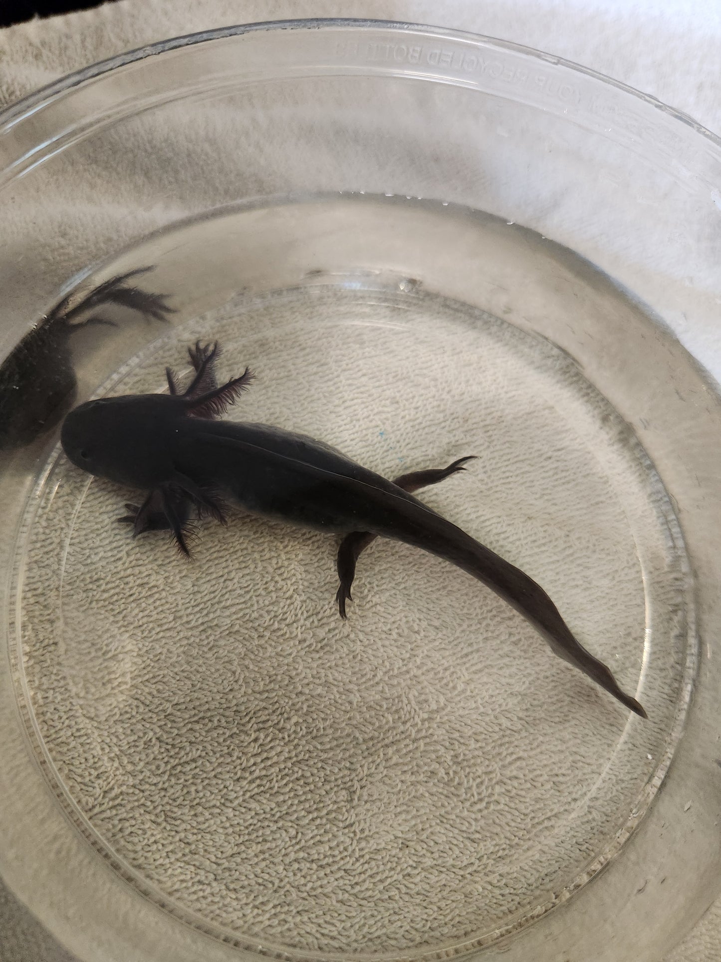 Melanoid Axolotl