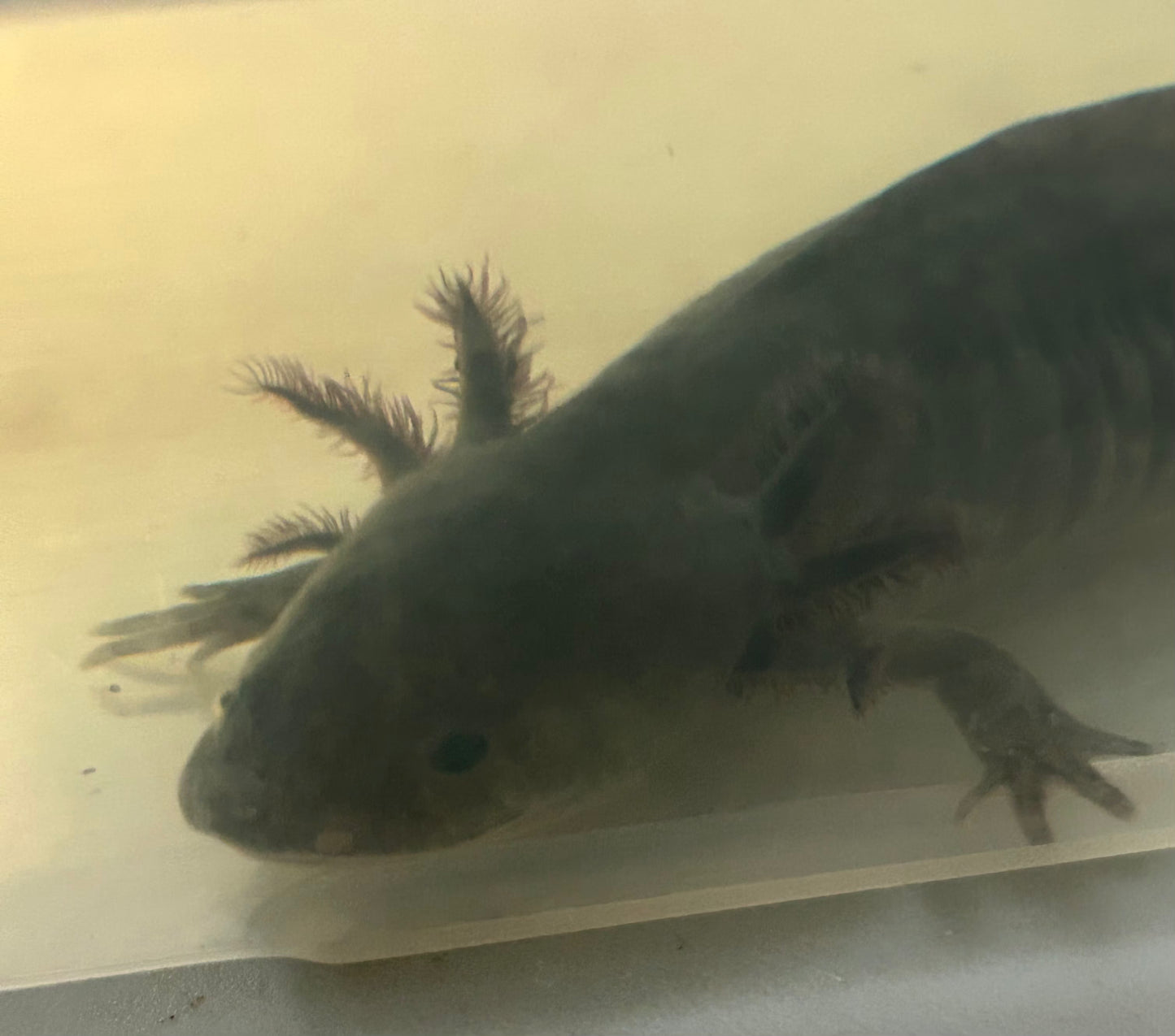 GFP Melanoid Axolotl